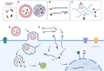 Intracellular delivery of therapeutic proteins. New advancements and future directions